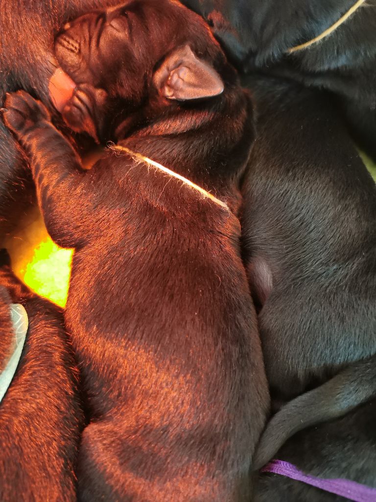 Au Bonheur Des Labs - Chiot disponible  - Labrador Retriever