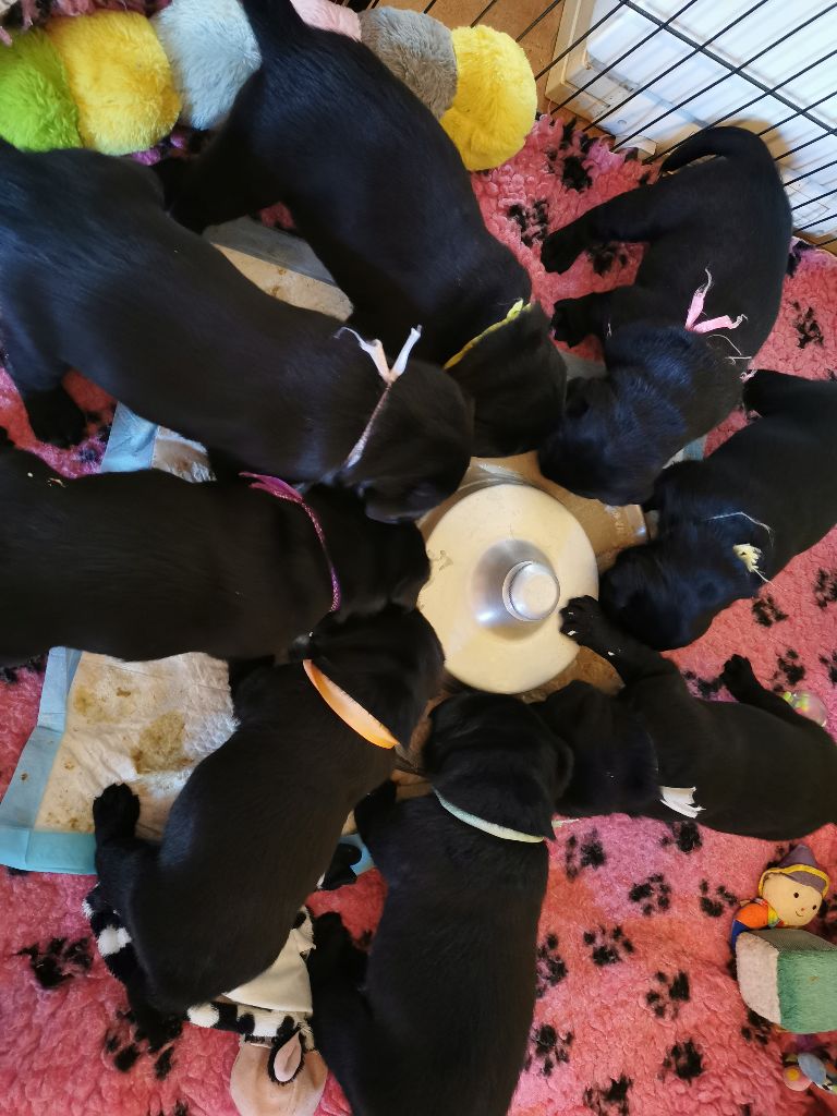 chiot Labrador Retriever Au Bonheur Des Labs