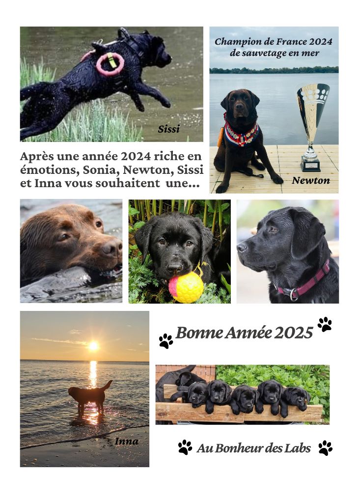 Au Bonheur Des Labs - Bonne Année 2025