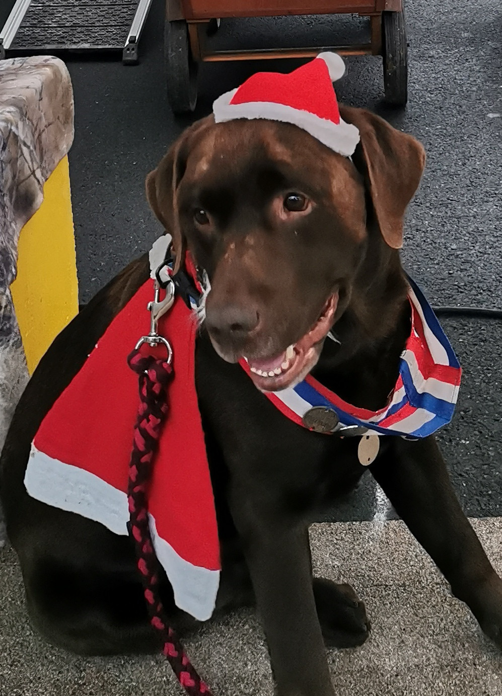 Au Bonheur Des Labs - Nos Labradors au coeur des animations de Noël