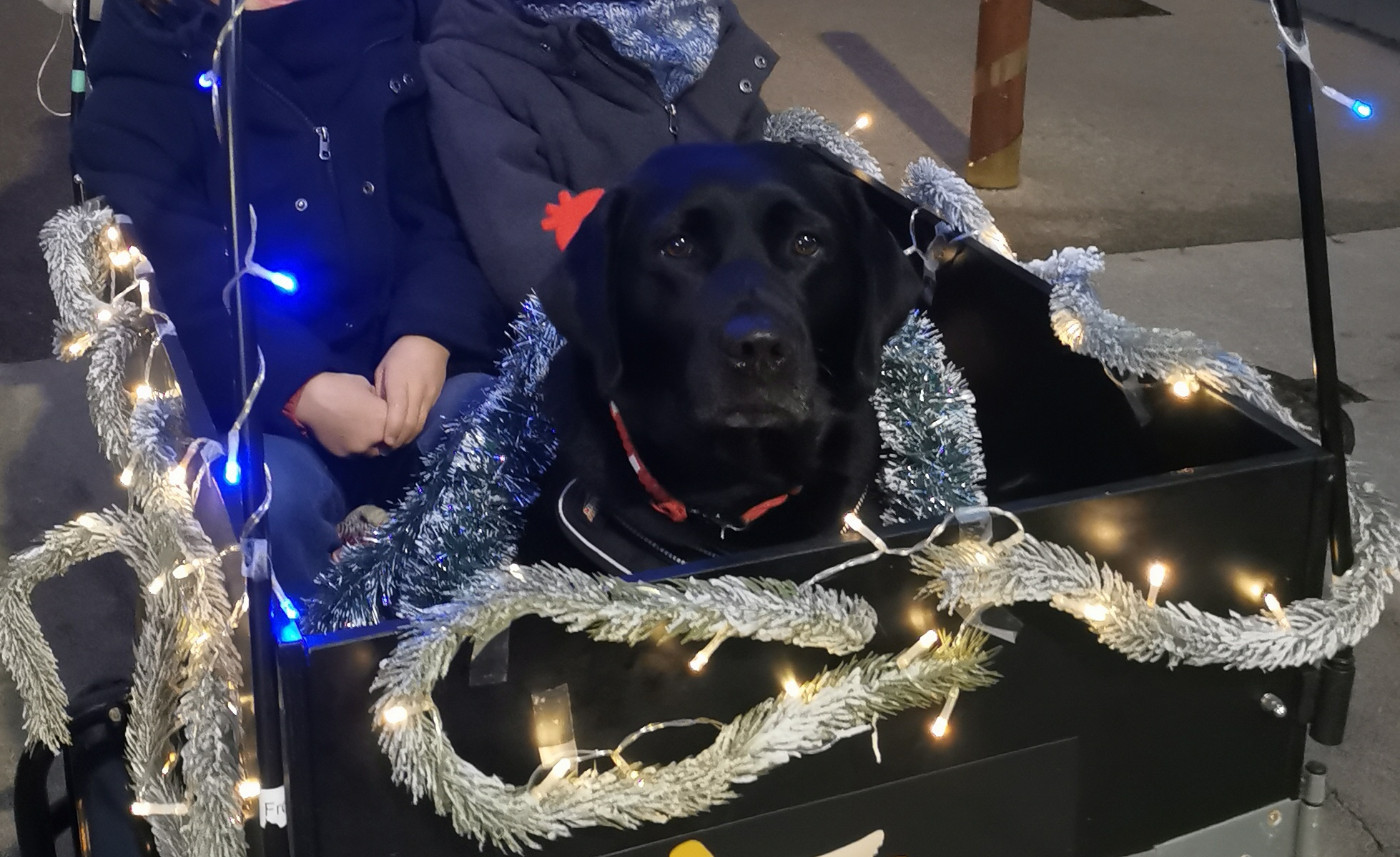 Au Bonheur Des Labs - Sissi dans le traineau du Pére Noël