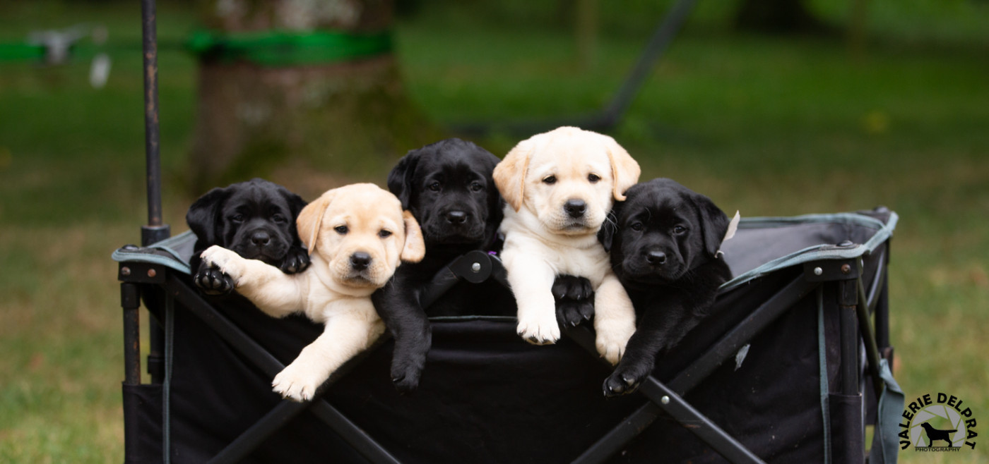 Au Bonheur Des Labs - Pré réservations ouvertes pour les BB 2026