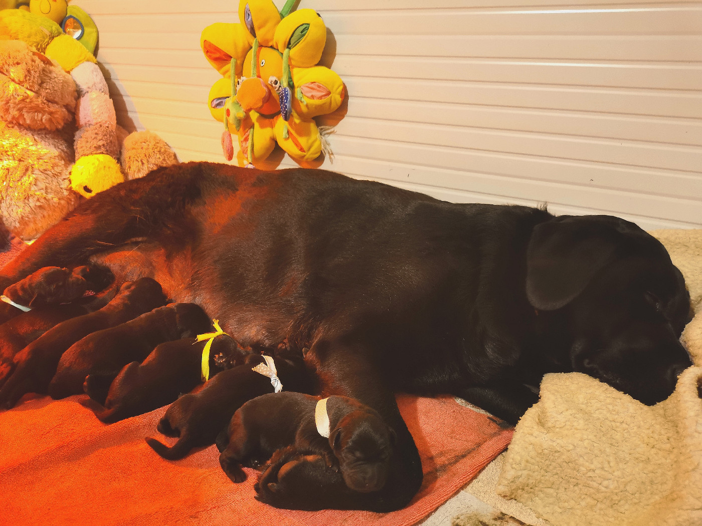 Les bébés sont arrivés !!!