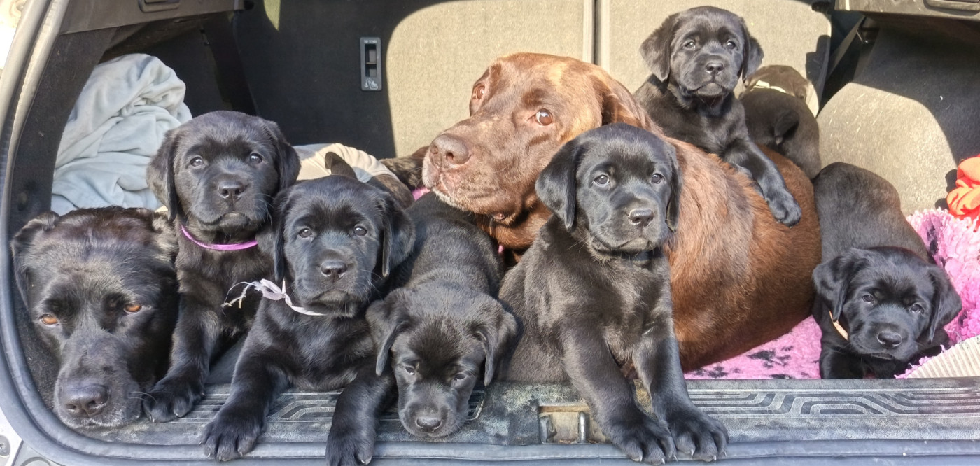 La famille au complet : Papa, Maman et les petits !!! 1er voyage en voiture
