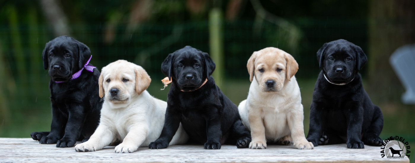 Au Bonheur Des Labs - Labrador Retriever - Portée née le 09/06/2025