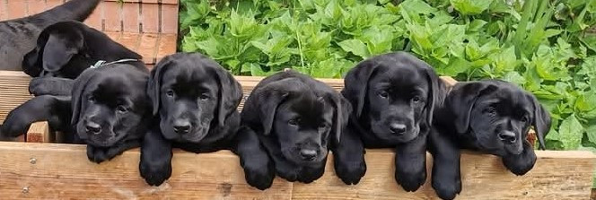 Au Bonheur Des Labs - Labrador Retriever - Portée née le 25/03/2024