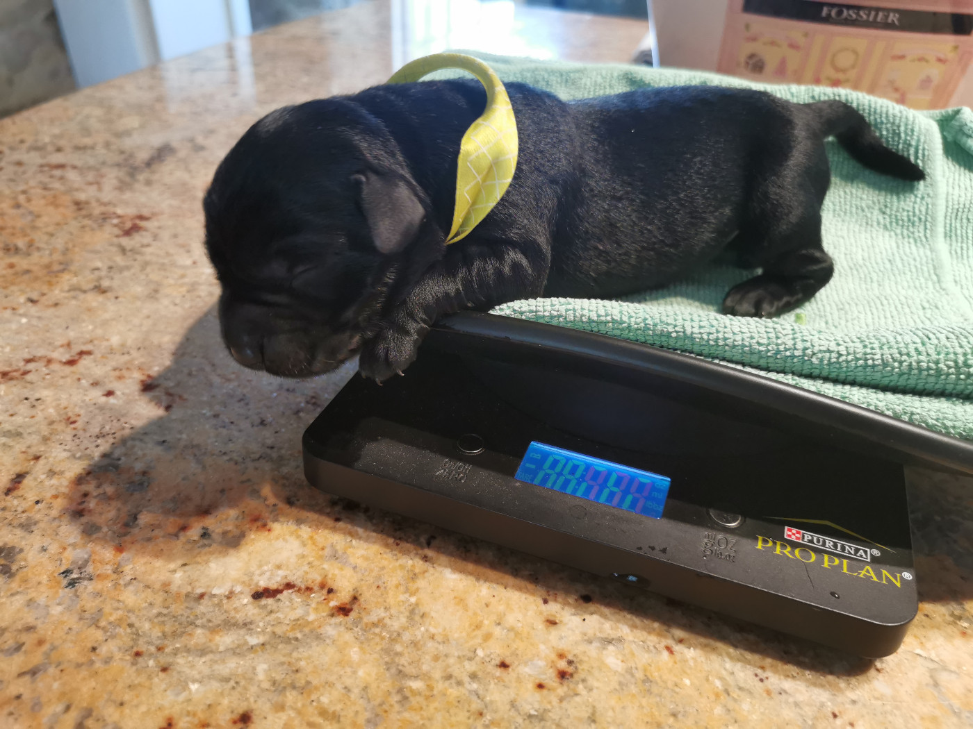 Au Bonheur Des Labs - Chiots disponibles - Labrador Retriever