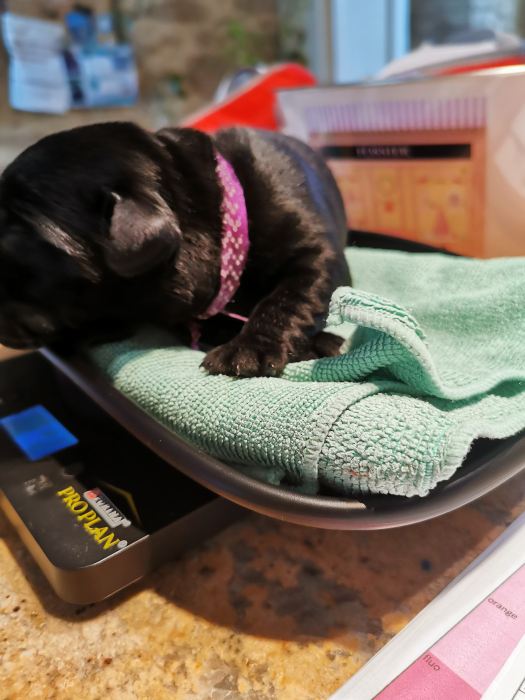 Au Bonheur Des Labs - Chiots disponibles - Labrador Retriever