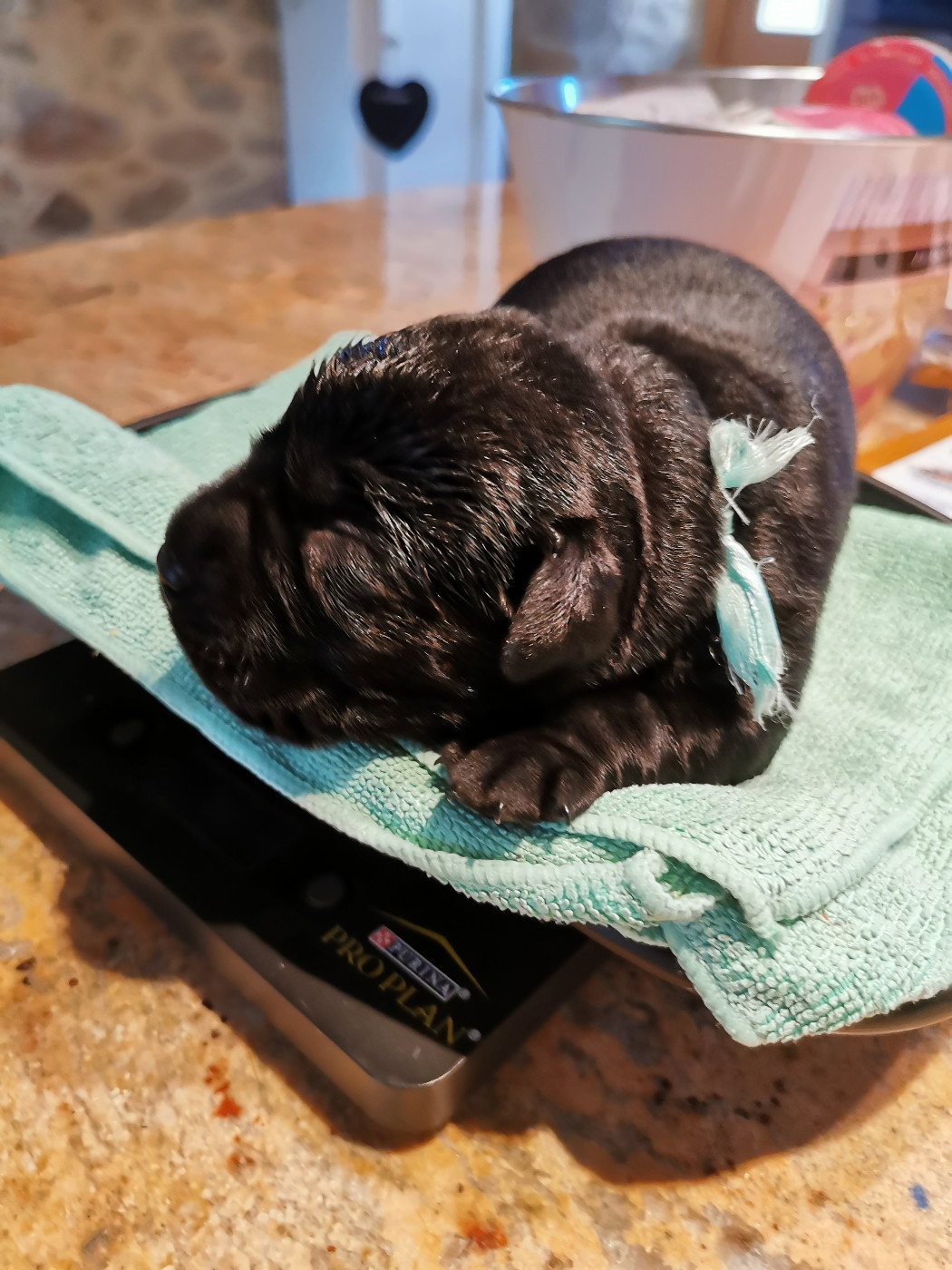 Au Bonheur Des Labs - Chiots disponibles - Labrador Retriever
