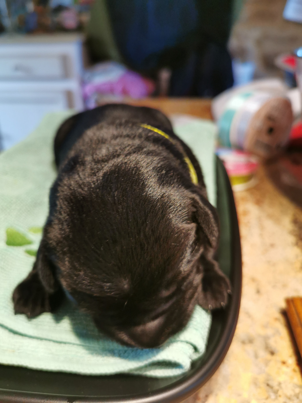 Au Bonheur Des Labs - Chiots disponibles - Labrador Retriever
