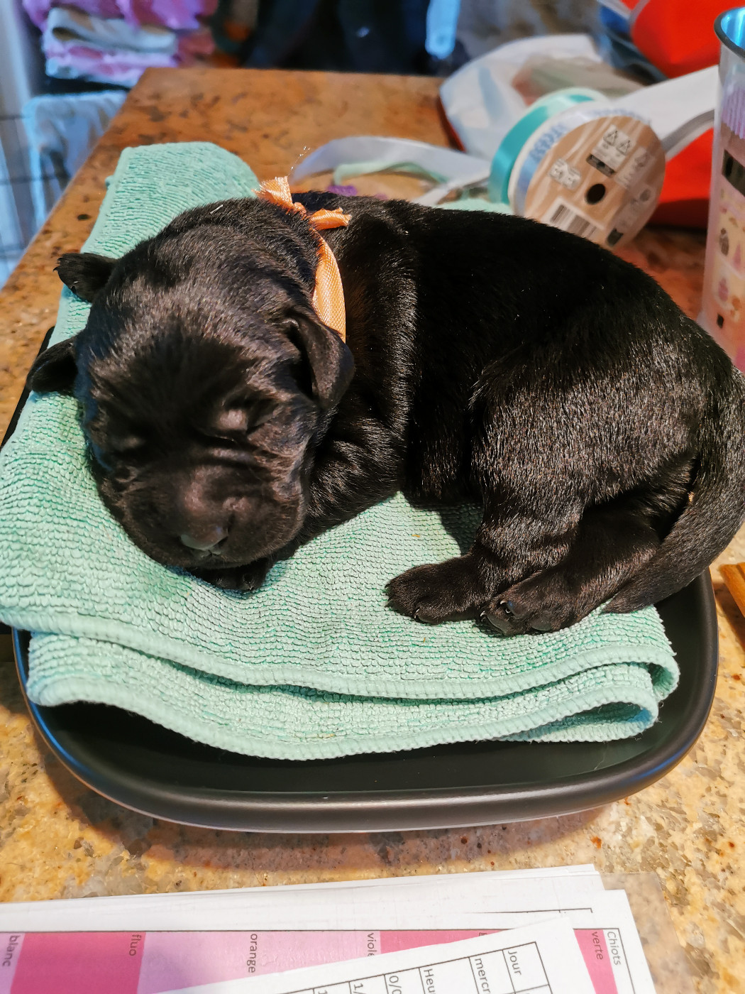 Au Bonheur Des Labs - Chiots disponibles - Labrador Retriever
