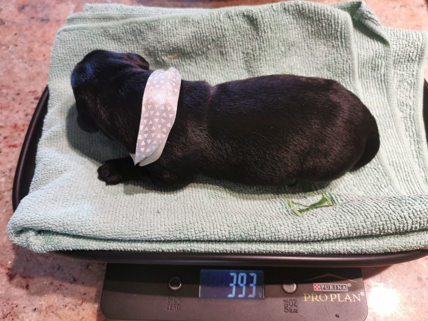 Au Bonheur Des Labs - Chiots disponibles - Labrador Retriever