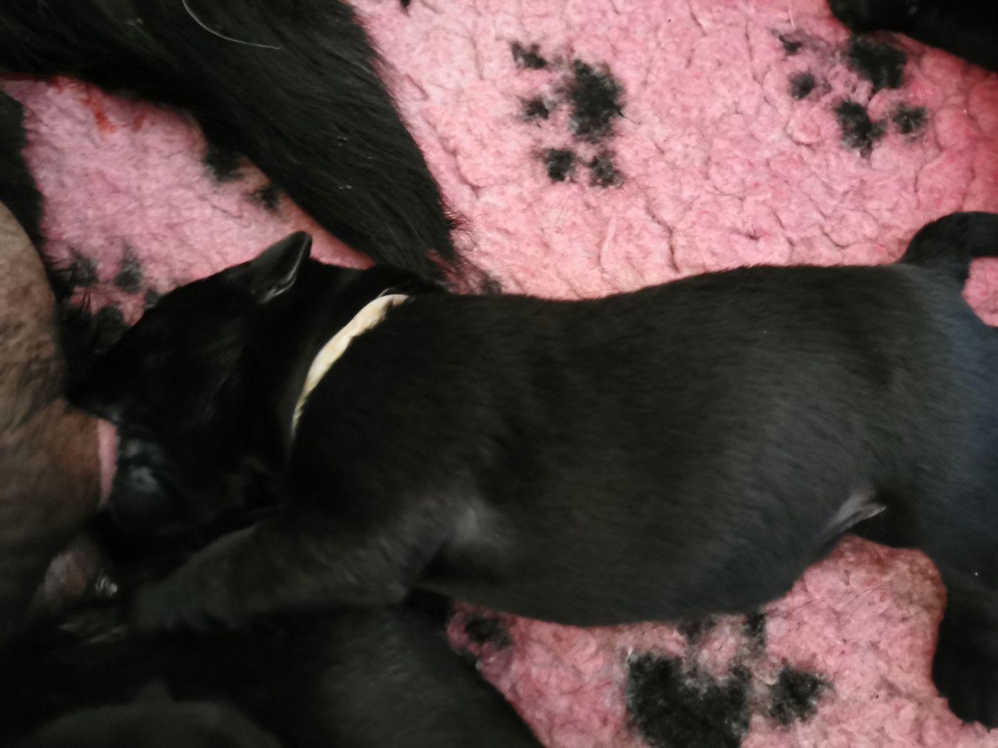 Au Bonheur Des Labs - Chiots disponibles - Labrador Retriever