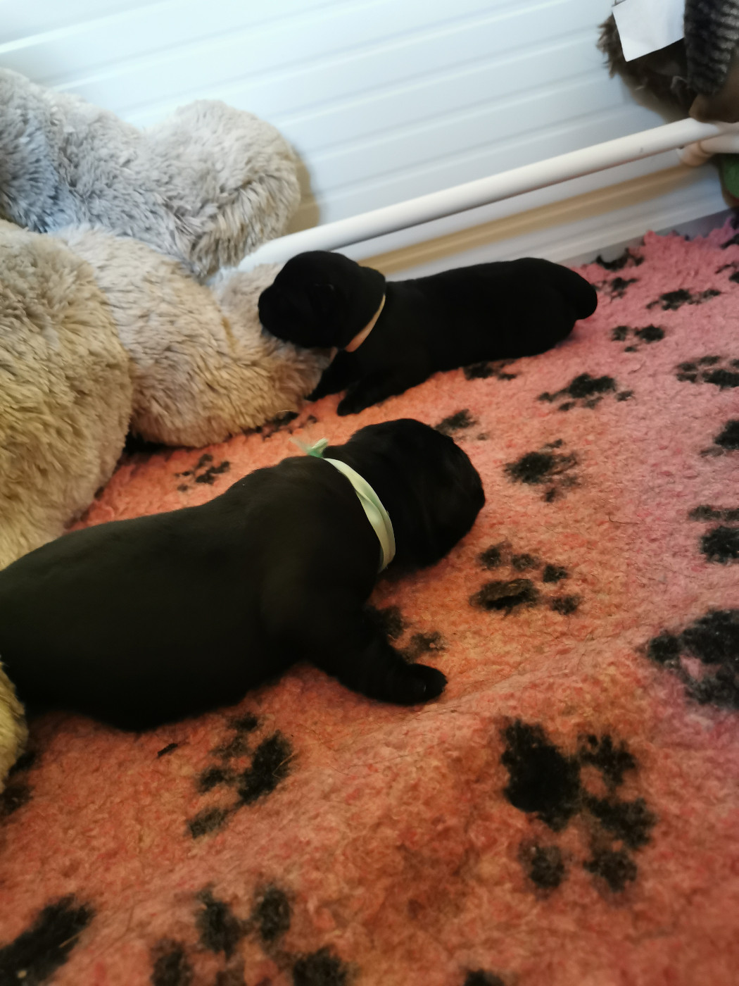 Au Bonheur Des Labs - Chiots disponibles - Labrador Retriever