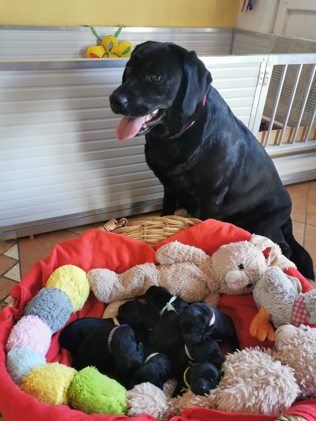 Chiot Labrador Retriever Au Bonheur Des Labs