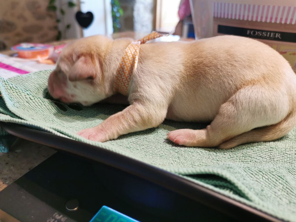 Au Bonheur Des Labs - Chiots disponibles - Labrador Retriever