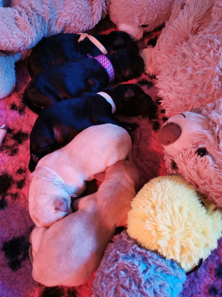Chiot Labrador Retriever Au Bonheur Des Labs