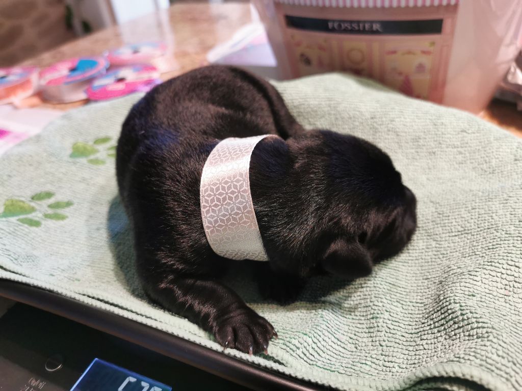 Au Bonheur Des Labs - Chiots disponibles - Labrador Retriever