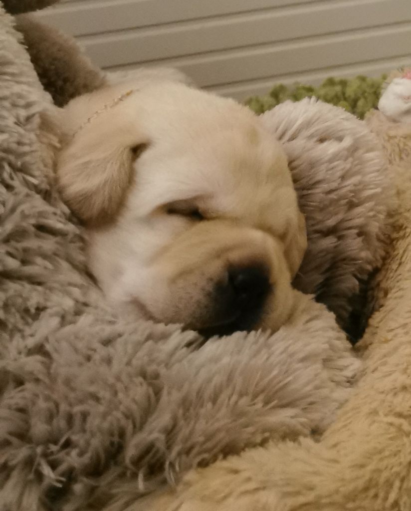 Au Bonheur Des Labs - Chiots disponibles - Labrador Retriever
