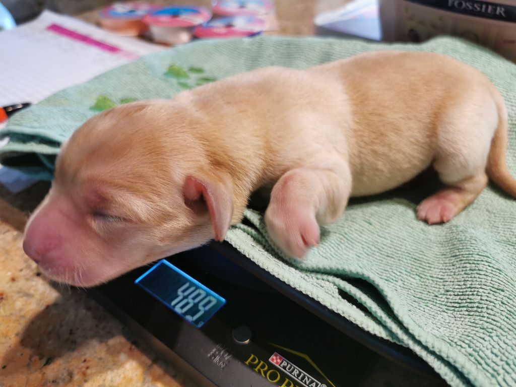 Au Bonheur Des Labs - Chiots disponibles - Labrador Retriever